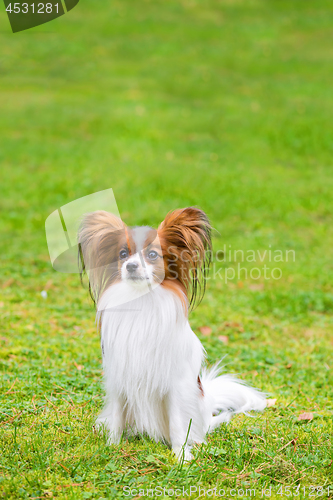 Image of Portrait of a papillon purebreed dog