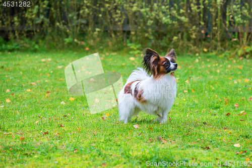 Image of Portrait of a papillon purebreed dog