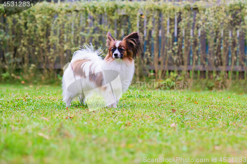 Image of Portrait of a papillon purebreed dog