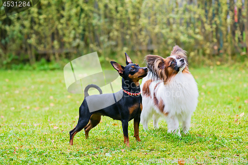 Image of Miniature pinscher and papillon purebreed dogs