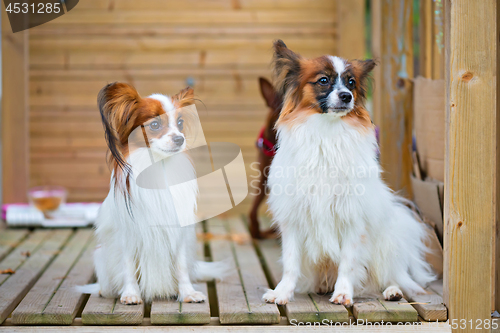 Image of Portrait of a papillon purebreed dogs