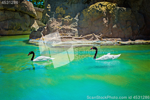 Image of Two black-necked swans