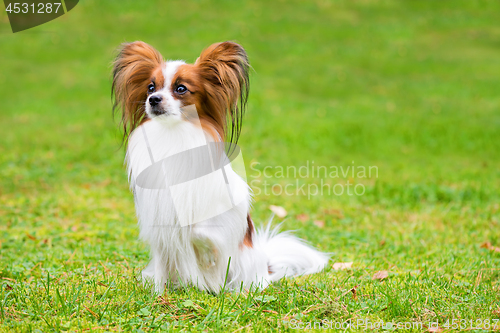 Image of Portrait of a papillon purebreed dog