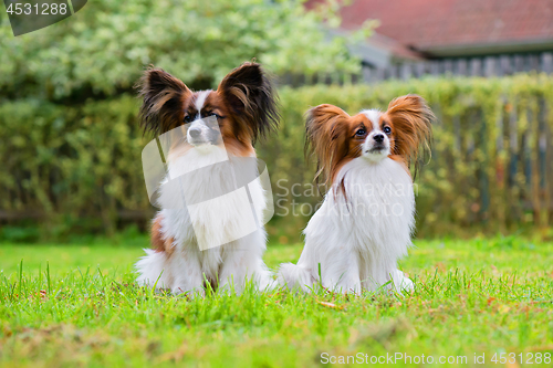 Image of Portrait of a papillon purebreed dogs