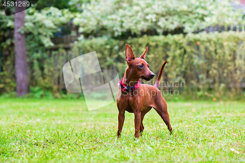 Image of Portrait of a red miniature pinscher dog