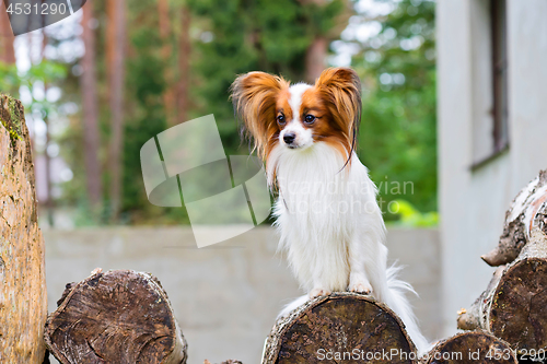 Image of Portrait of a papillon purebreed dog