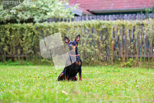 Image of Portrait of a red miniature pinscher dog