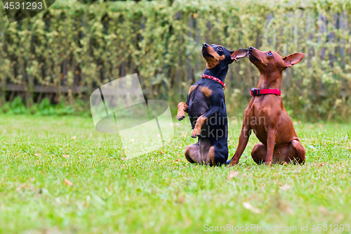 Image of Portrait of two a miniature pinscher dogs