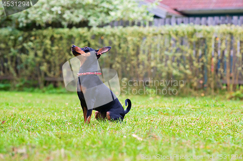 Image of Portrait of a red miniature pinscher dog