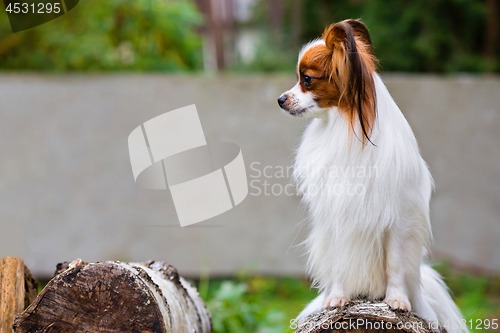 Image of Portrait of a papillon purebreed dog