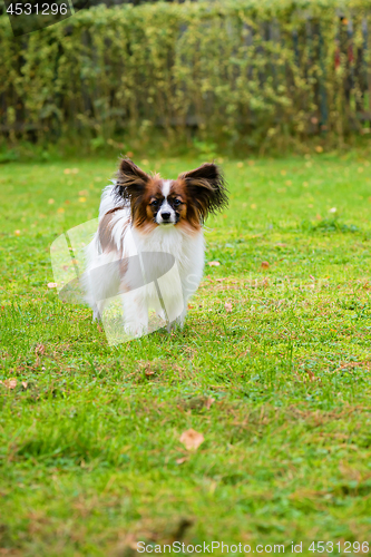 Image of Portrait of a papillon purebreed dog