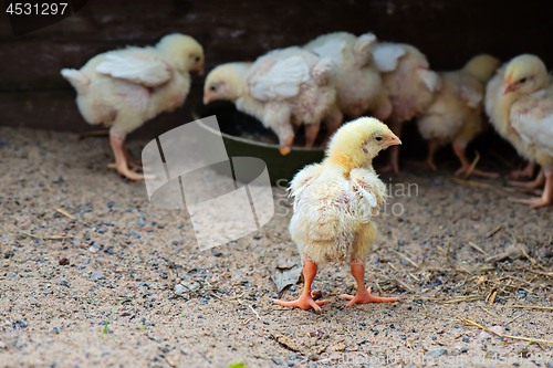 Image of Little cute chick