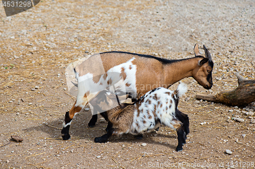 Image of Goat feeds goatlings