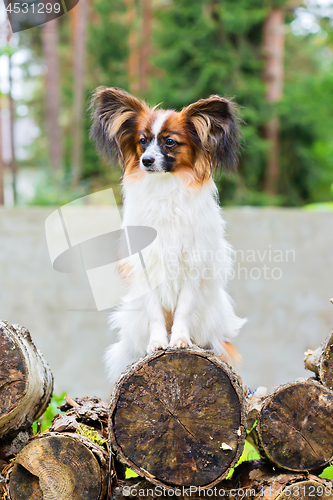 Image of Portrait of a papillon purebreed dog