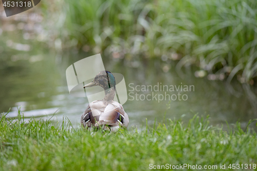 Image of Mallard duck in city park