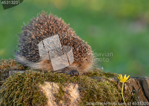 Image of Young hedgehog in forest