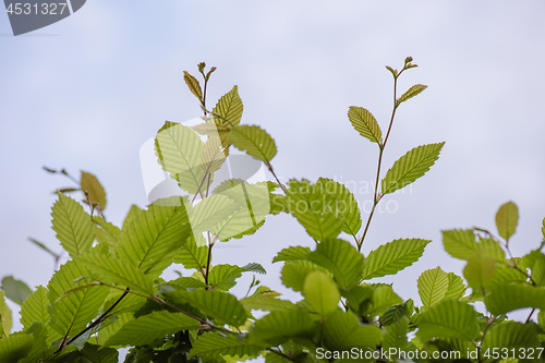 Image of Green Hedge close-up