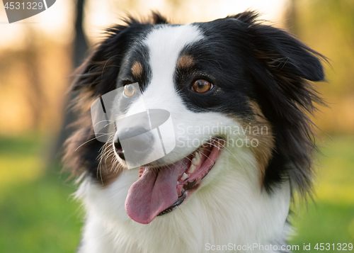 Image of Australian Shepherd dog at park