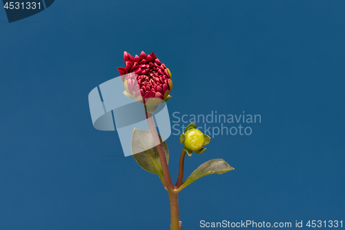 Image of Blooming flower Dalia