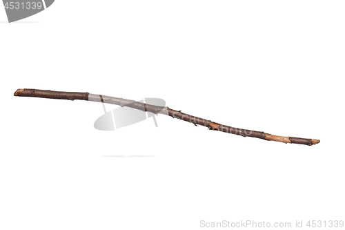 Image of Dry tree branch on white