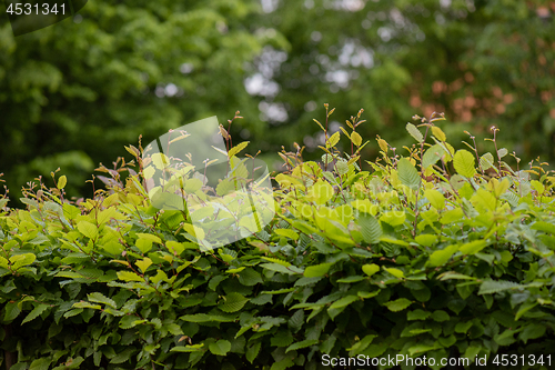 Image of Green Hedge close-up