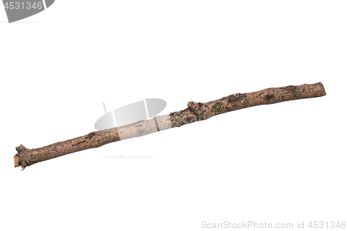 Image of Dry tree branch on white