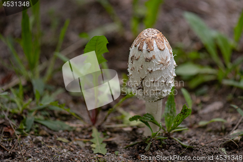 Image of Mushroom in park