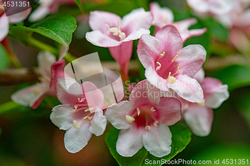 Image of Bushes of blossoming in park