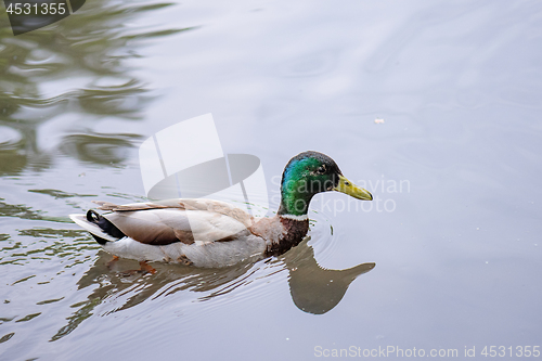 Image of Mallard duck in city park