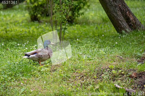 Image of Mallard duck in city park