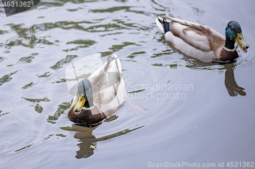 Image of Mallard duck in city park