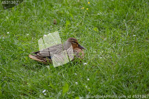 Image of Mallard duck in city park