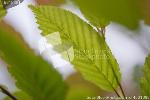 Image of Green Hedge close-up