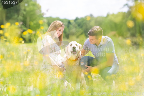 Image of Young happy pregnant couple petting it\'s Golden retriever dog outdoors in meadow.