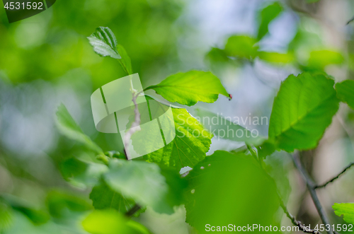 Image of Spring background, green tree leaves on blurred background