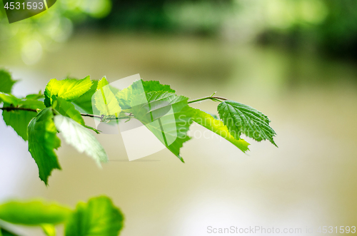 Image of Spring background, green tree leaves on blurred background