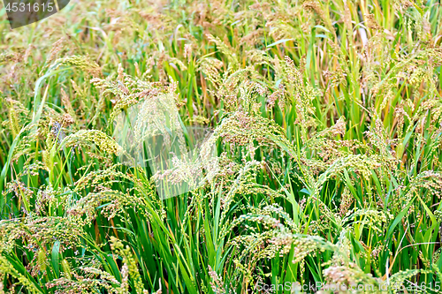 Image of Millet ripening in field