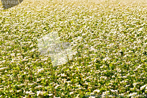 Image of Buckwheat flowering