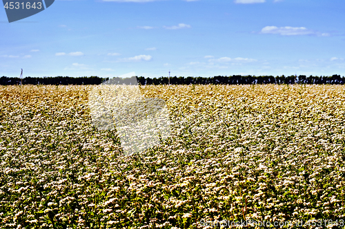 Image of Buckwheat flowering and sky