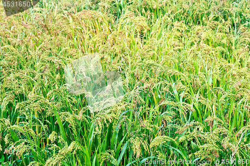 Image of Field with ripening millet