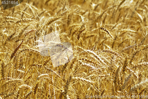 Image of Grain spikelets on the field