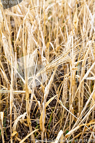 Image of Barley ripe