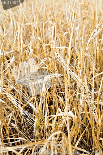 Image of Barley ripe in the field