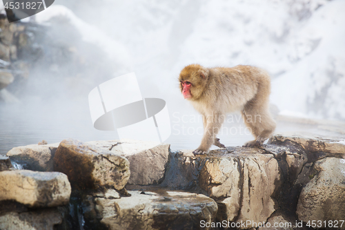 Image of japanese macaque or snow monkey in hot spring