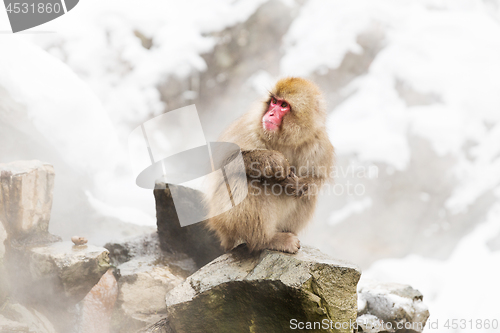 Image of japanese macaques or snow monkeys at hot spring