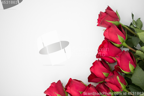 Image of close up of red roses on white background