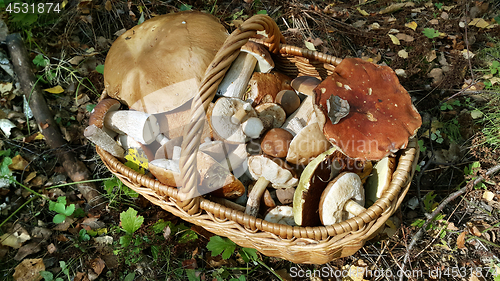 Image of Basket with edible mushrooms