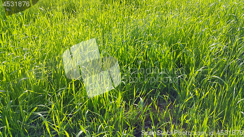 Image of Fresh green grass with sunlight natural background