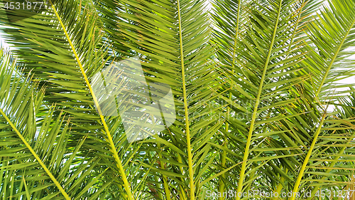 Image of Palm branches close-up background