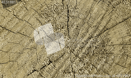 Image of Natural wooden texture with rings and cracks pattern